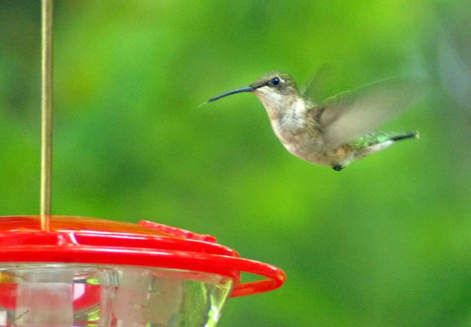  - Ruby-throated-Hummingbird