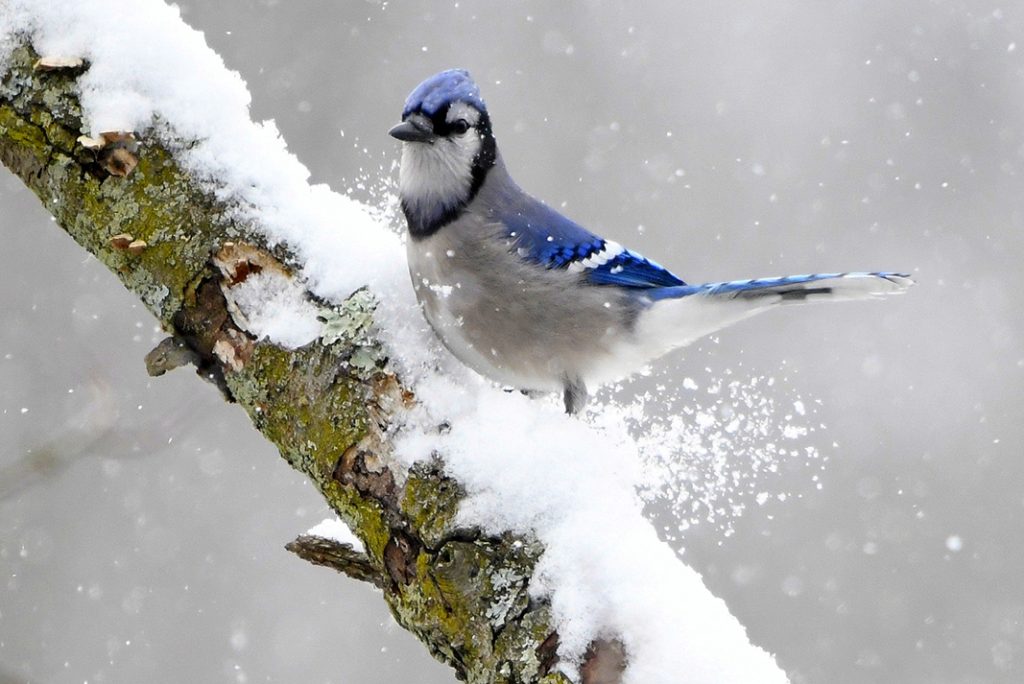 Blue Jay on a snowy day.