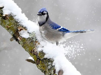 Blue Jay on a snowy day.